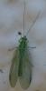 Chrysopa sp.